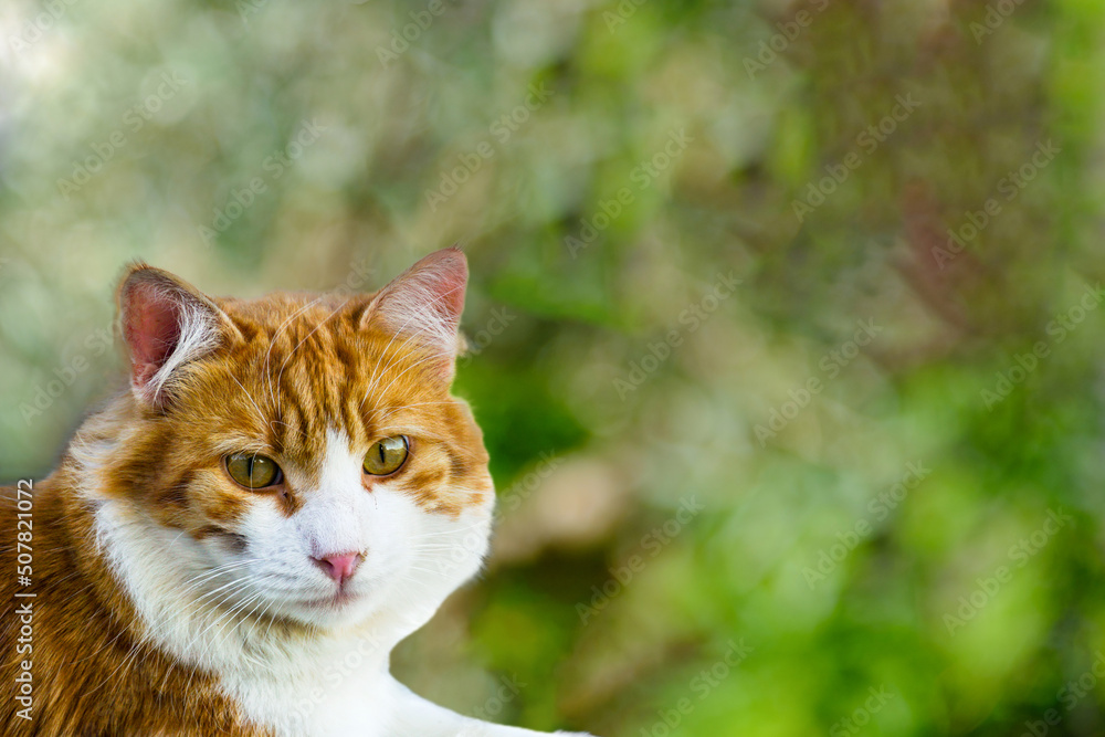 Ginger cat looking at camera on nature background.