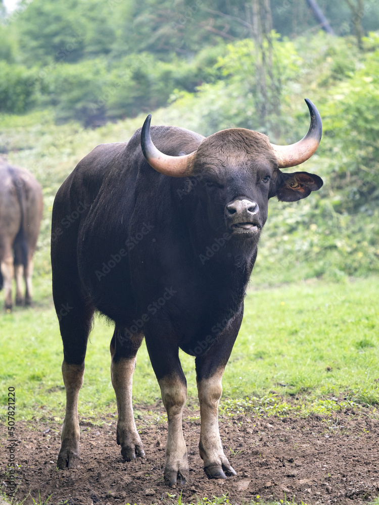 Gaur's largest tur, Bos g. Gaurus, grazes standing on green grass and watching the surroundings. Gaur's largest tur, Bos g. Gaurus, grazes standing on green grass and watching the surroundings.