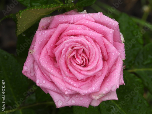 blooming pink rose in the garden covered with rain drops