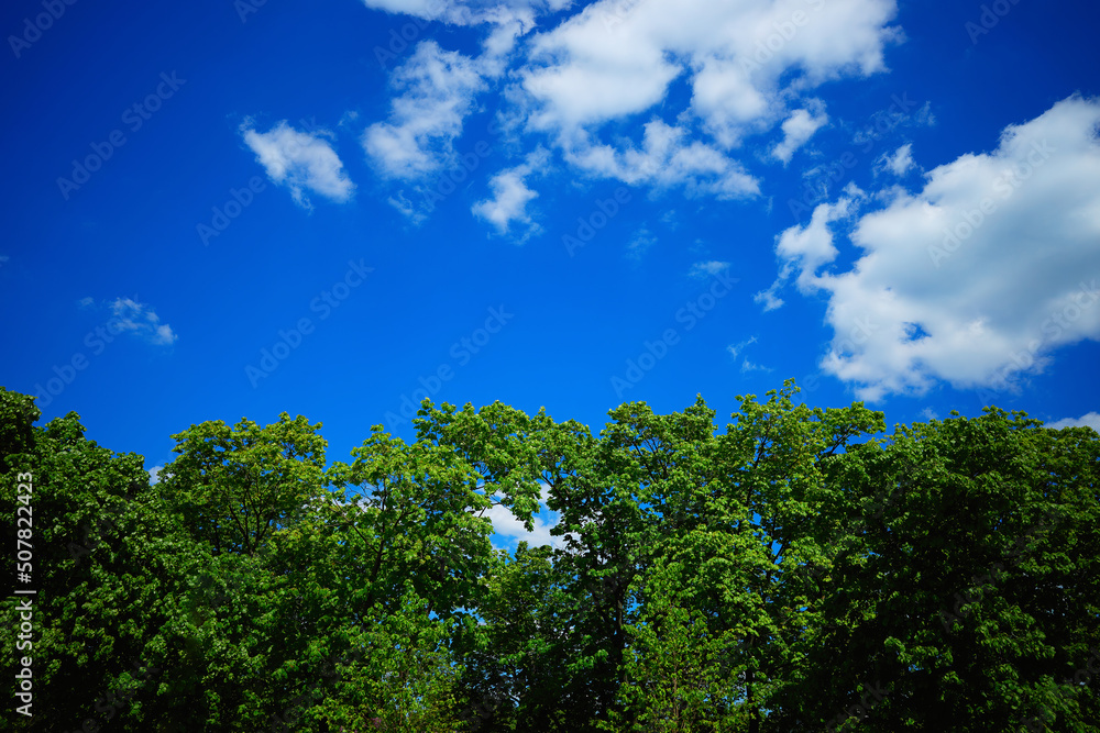 White clouds over green summer trees landscape