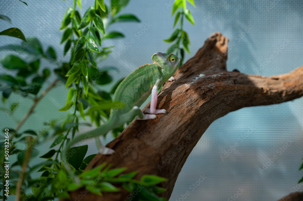 chameleon with blur background, predator chameleon with blur background, predator