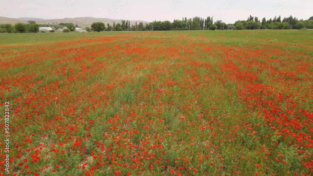field of poppies in the field field of poppies in the field