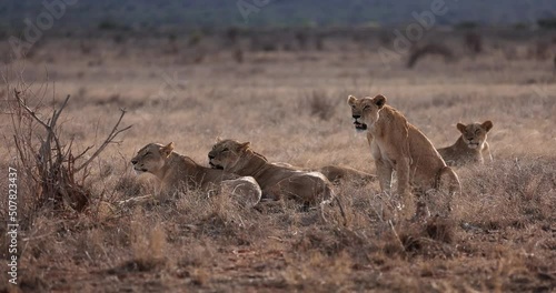 A family of lions rest in the Tsavo reserve