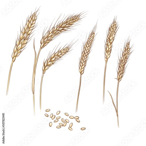 Spikelets of wheat. Hand drawing wheat. The monochrome drawings of cultivated cereal plants, natural organic food crops.