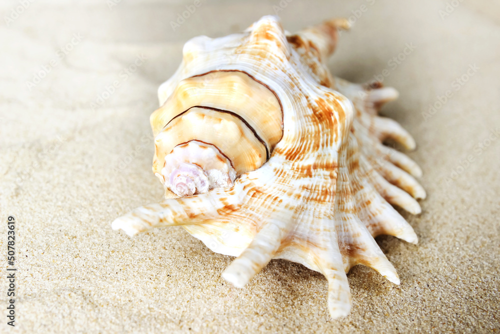 A large shell of an interesting shape lies on the sand. A large shell of an interesting shape lies on the sand.