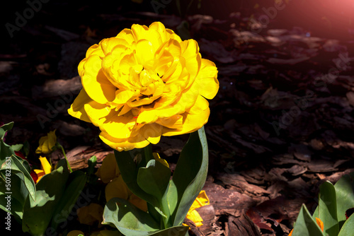 Yellow tulip cultivar Monte Carlo close-up #507823631