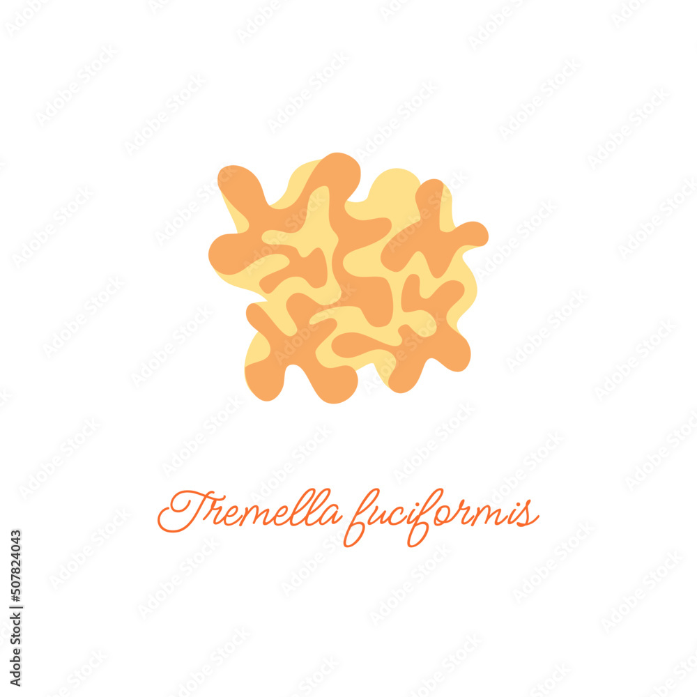 Tremella fuciformis or snow ear. Flat vector illustration. Stock