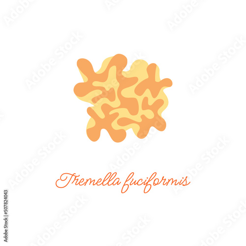 Tremella fuciformis or snow ear. Flat vector illustration.
