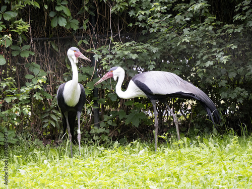 The Wattled Crane pair, Bugeranus carunculatus, comes from dense vegetation. photo