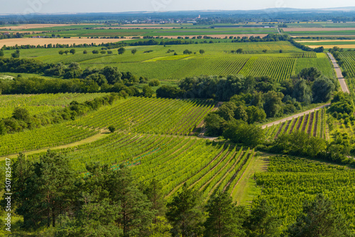 Vineyard near Velke Bilovice  Southern Moravia  Czech Republic