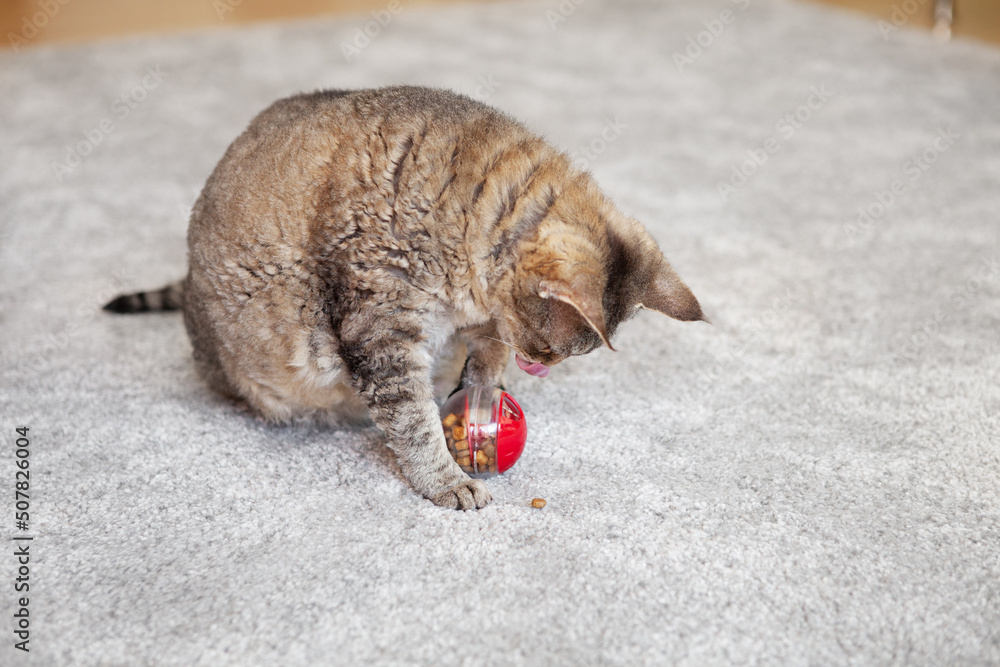 Cat toy hot sale with food inside