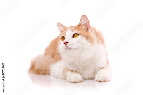 Satisfied domestic cat with light fur and yellow eyes lies on a white background.