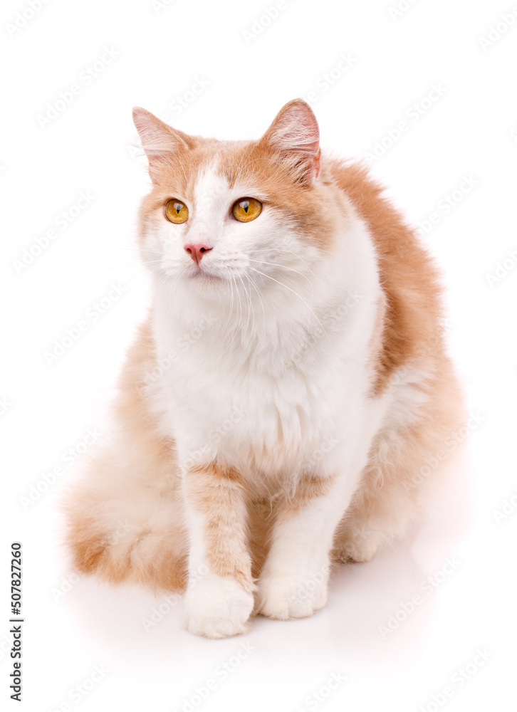 Fototapeta premium Beautiful cat sits on a white background and looks away with yellow eyes.