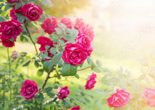 Fototapeta Naklejka Na Ścianę i Meble -  bush pink Roses in the garden in the sun