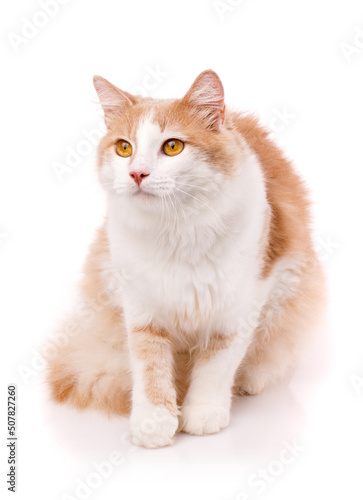 Beautiful cat sits on a white background and looks away with yellow eyes.