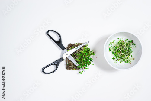 Scissors are cut a bunch of green sprouts microgreen sprouts next to the bowl. photo