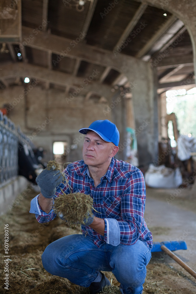 Natural feed for livestock. The farmer examines the silo. Natural feed for livestock. The farmer examines the silo.