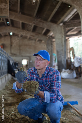 Natural feed for livestock. The farmer examines the silo.