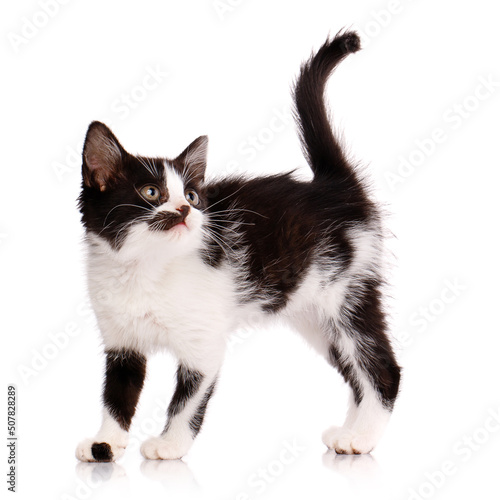Black and white kitten stands sideways and looks up. Isolated on a white background.