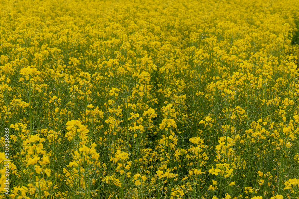 Detail of flowering rapeseed field. Rapeseed field. Agriculture, biotechnology, fuel, food industry, alternative energy, environmental conservation. Detail of flowering rapeseed field. Rapeseed field. Agriculture, biotechnology, fuel, food industry, alternative energy, environmental conservation.
