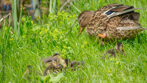 Little ducklings with mom duck in green grass. Breeding season in wild ducks. Duck with chicks.