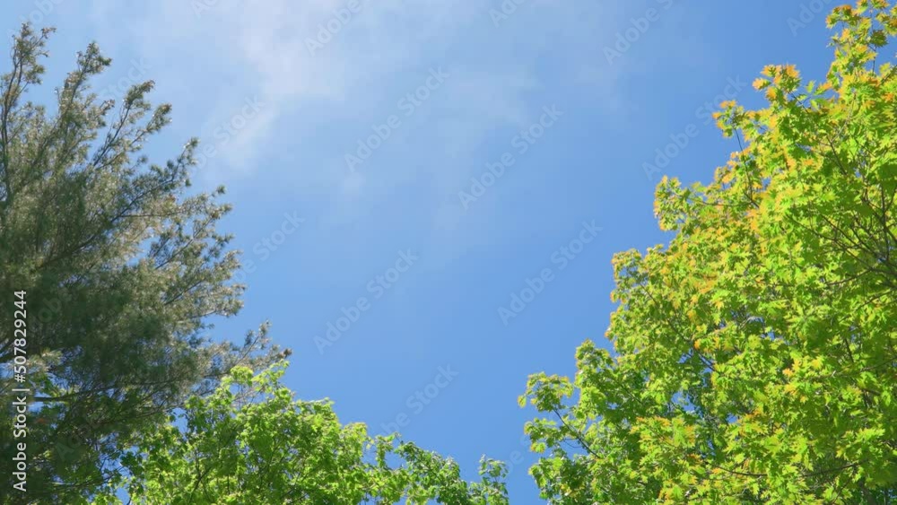 Low Angle Shot Idyllic Spring Summer Day with Fast Moving Wispy Clouds, Blue Sky, and Vibrant Trees Low Angle Shot Idyllic Spring Summer Day with Fast Moving Wispy Clouds, Blue Sky, and Vibrant Trees