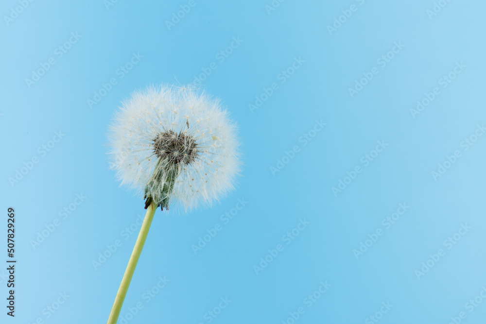 Macro dandelion blowing away, blue sky background. Freedom to Wish. Seed macro closeup. Goodbye Summer. Hope and dreaming concept. Fragility. Springtime. soft focus. Macro nature. abstract background