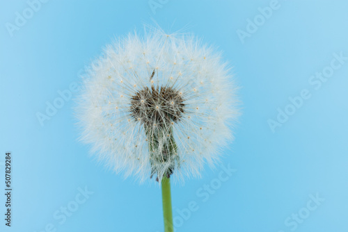 Macro dandelion blowing away  blue sky background. Freedom to Wish. Seed macro closeup. Goodbye Summer. Hope and dreaming concept. Fragility. Springtime. soft focus. Macro nature. abstract background