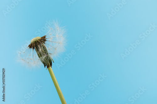 Macro dandelion blowing away  blue sky background. Freedom to Wish. Seed macro closeup. Goodbye Summer. Hope and dreaming concept. Fragility. Springtime. soft focus. Macro nature. abstract background