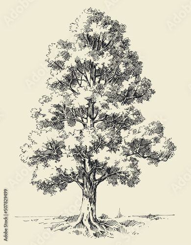 Tall oak tree hand drawn vector illustration © Danussa