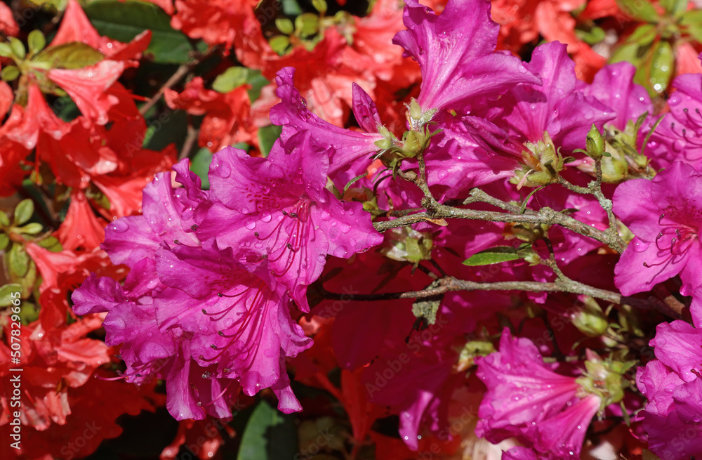 Close up of pink Evergreen Azalea flowers, Derbyshire England
Close up of pink Evergreen Azalea flowers, Derbyshire England