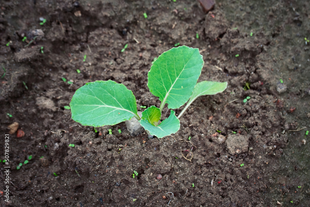 Cabbage sprout growing in soil. Young sprout of green cabbage, Selective Focus, macro shot, view from above. Growing cabbage, planting, seedling in vegetable garden Cabbage sprout growing in soil. Young sprout of green cabbage, Selective Focus, macro shot, view from above. Growing cabbage, planting, seedling in vegetable garden