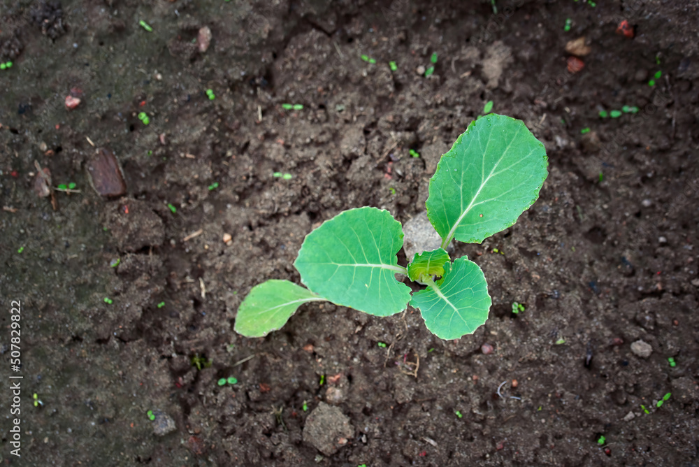 Cabbage sprout growing in soil. Young sprout of green cabbage, Selective Focus, macro shot, view from above. Growing cabbage, planting, seedling in vegetable garden Cabbage sprout growing in soil. Young sprout of green cabbage, Selective Focus, macro shot, view from above. Growing cabbage, planting, seedling in vegetable garden