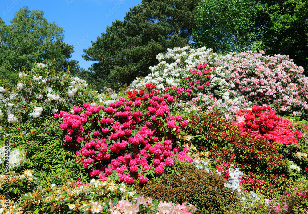 Display of Rhododendrons and azalea, Derbyshire England
