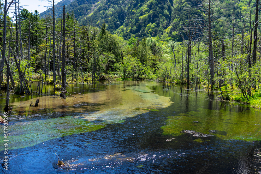 river in the forest