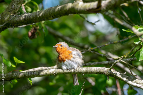 A robin in a tree, summertime
