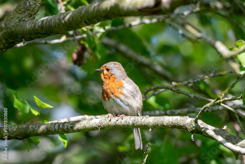 A robin in a tree, summertime © jonaldopc