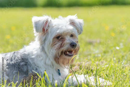 Chinese Crested dog on the grass © jonaldopc