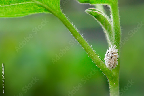 Macro of mealybug infestation growth of plant on blurred green background.