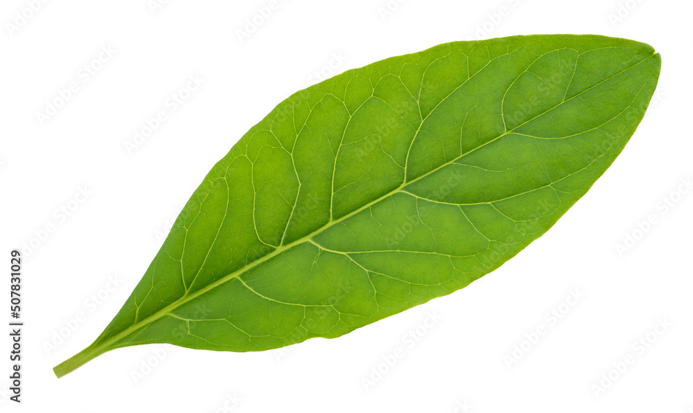 Obraz premium Pokeweed leaf