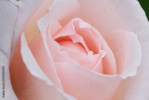 Blurred pale pastel tender peach colour background, natural defocused Abstract Pink Background. Macro Close up view on a gentle rose petals as background.