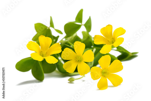 Yellow woodsorrel flowers photo