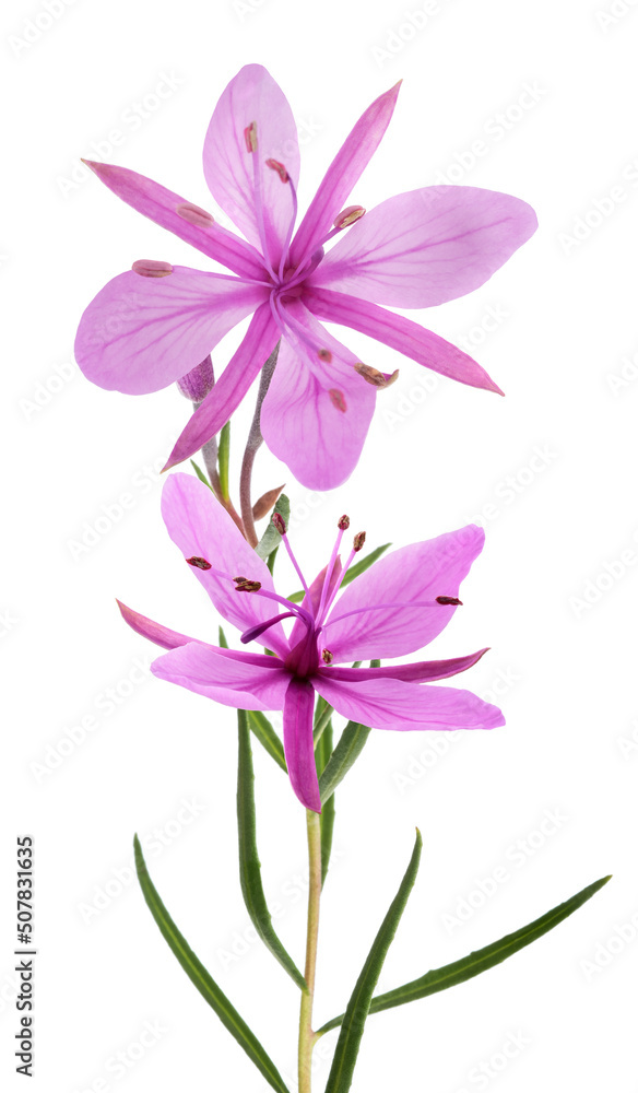 Pink Alpine willowherb flowers Pink Alpine willowherb flowers