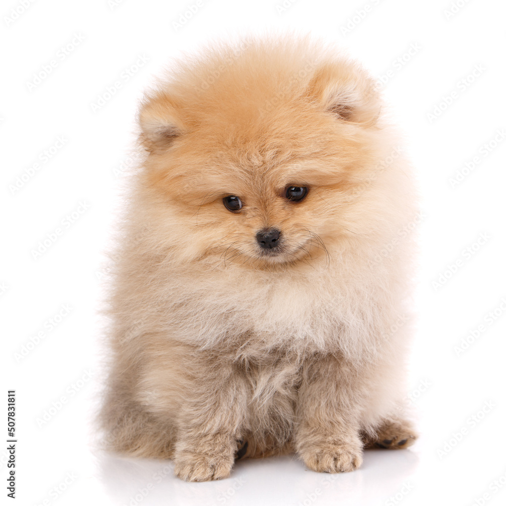 Pomeranian Spitz posing in front of camera on white background. Pomeranian Spitz posing in front of camera on white background.