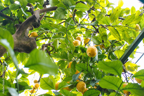 Branch with fresh lemons on a tree