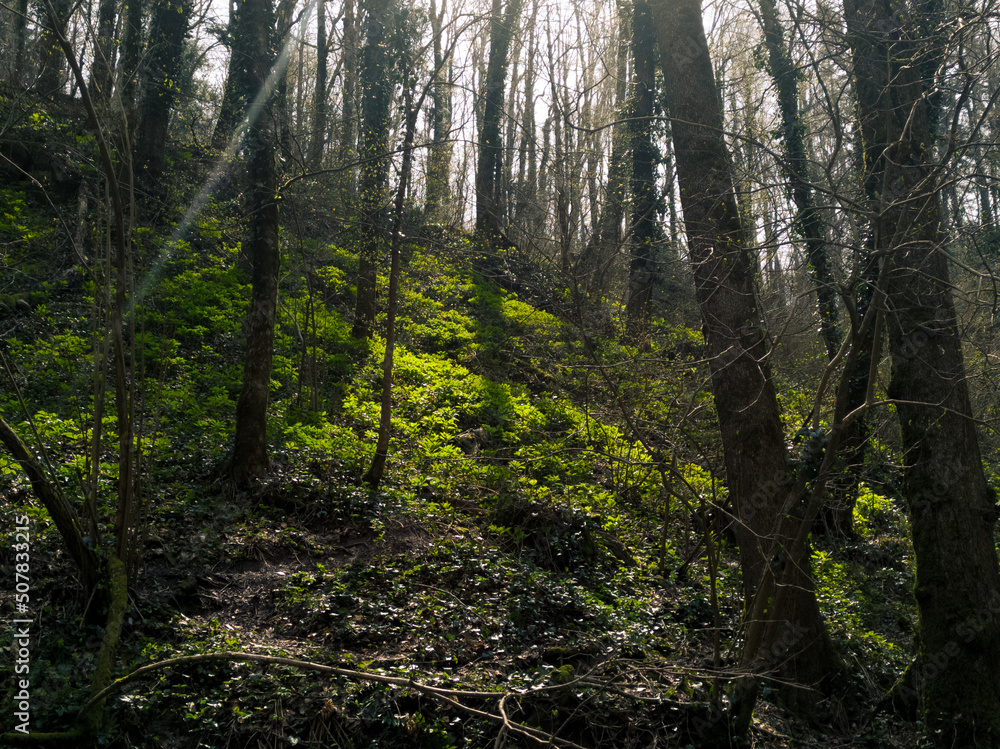 trees in the forest trees in the forest