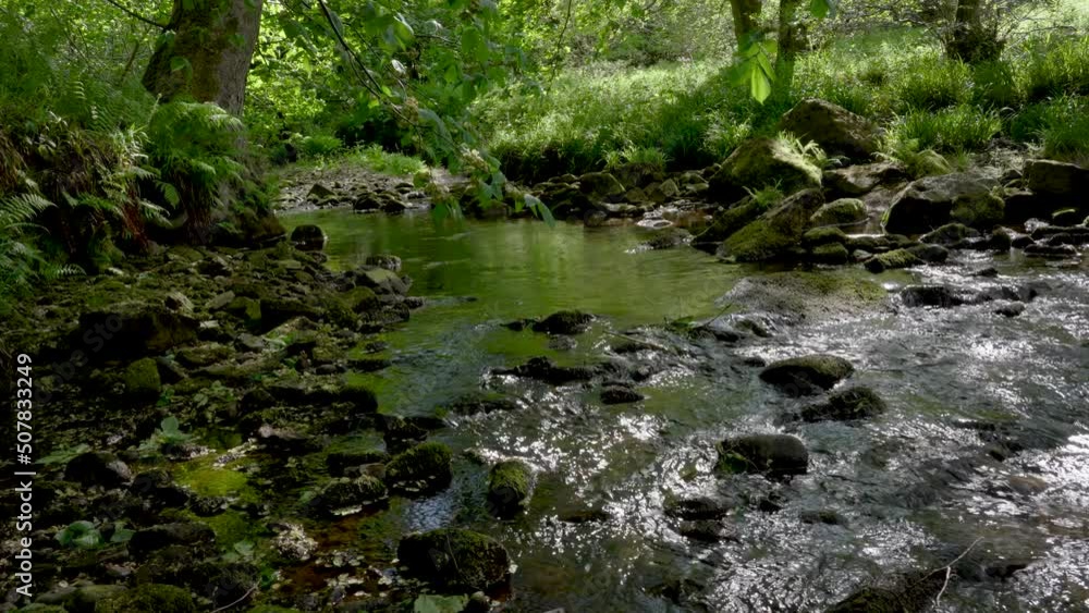 A clear stream running through verdant green woodland foliage and ferns. North York Moors, England - May 2022 A clear stream running through verdant green woodland foliage and ferns. North York Moors, England - May 2022
