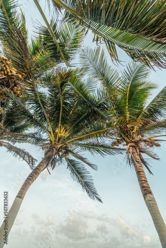 bottom view of palm trees in the caribbean - vertical photo