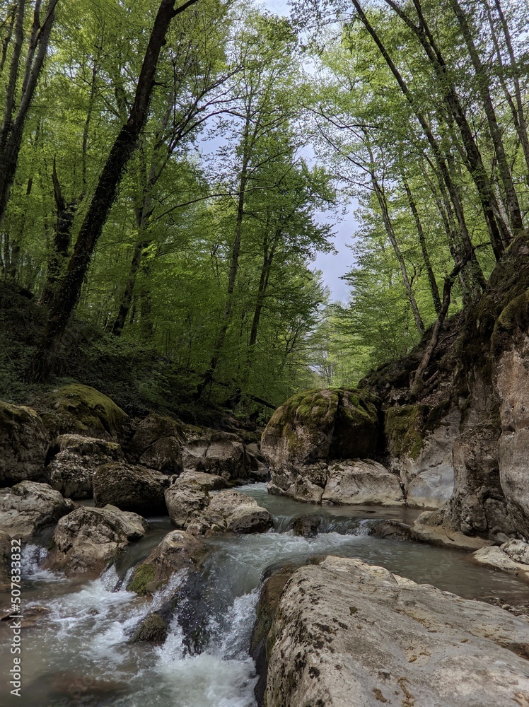 Obraz premium river in the forest