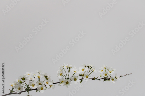 white flowers